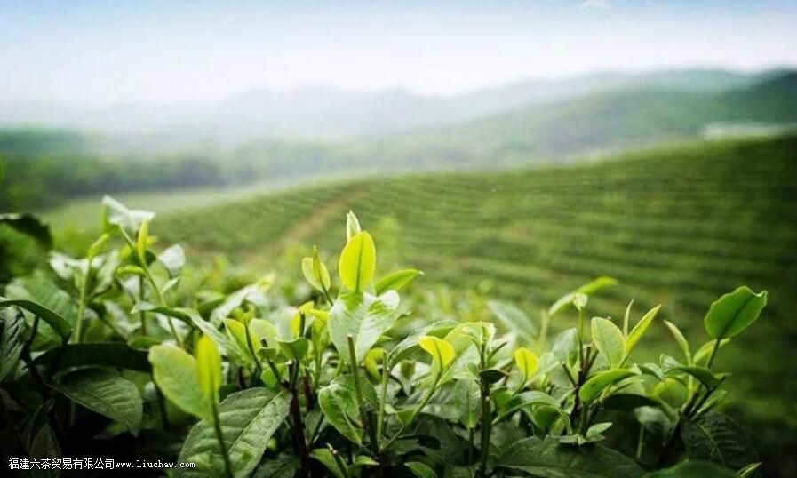 茶叶适合在什么环境下生长 茶叶适合在什么环境下生长