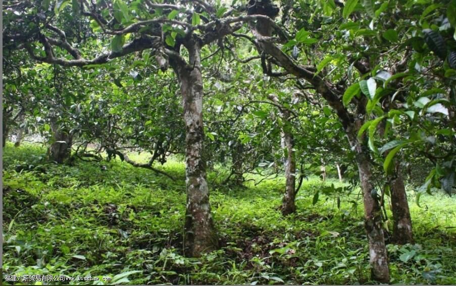 茶叶适合在什么环境下生长 茶叶适合在什么环境下生长