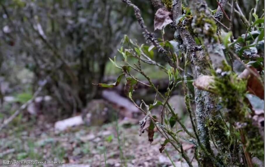 茶叶为什么叫枞 茶叶为什么叫枞