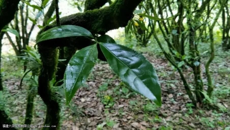 茶叶为什么叫老枞 茶叶为什么叫老枞