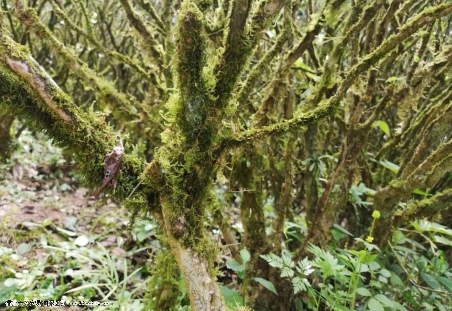 茶叶为什么叫老枞 茶叶为什么叫老枞