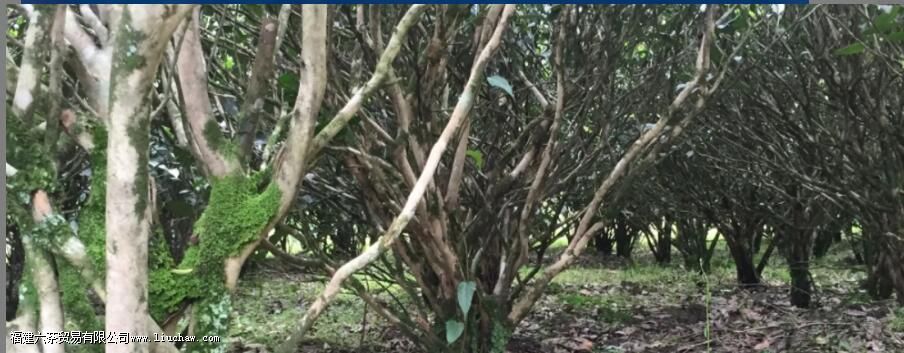 茶叶为什么叫老枞 茶叶为什么叫老枞