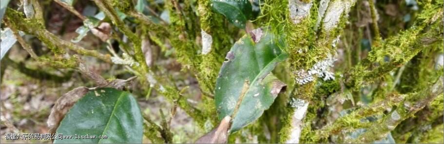 茶叶为什么叫老枞 茶叶为什么叫老枞