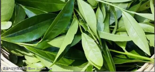 茶叶为什么叫老枞 茶叶为什么叫老枞