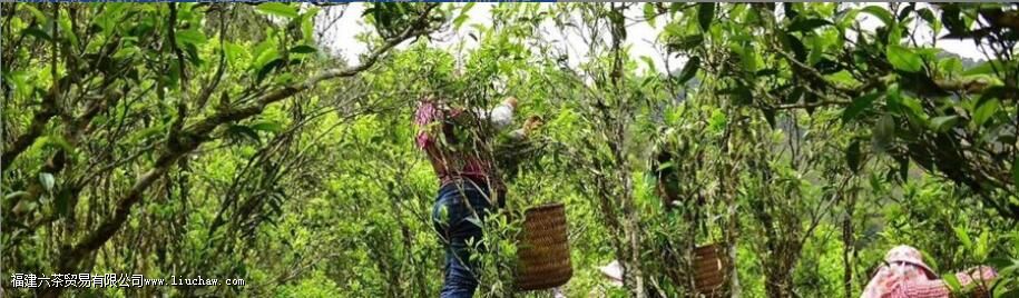 茶叶中的工夫与功夫, 名丛与名枞,到底谁是对的 茶叶中的工夫与功夫, 名丛与名枞,到底谁是对的