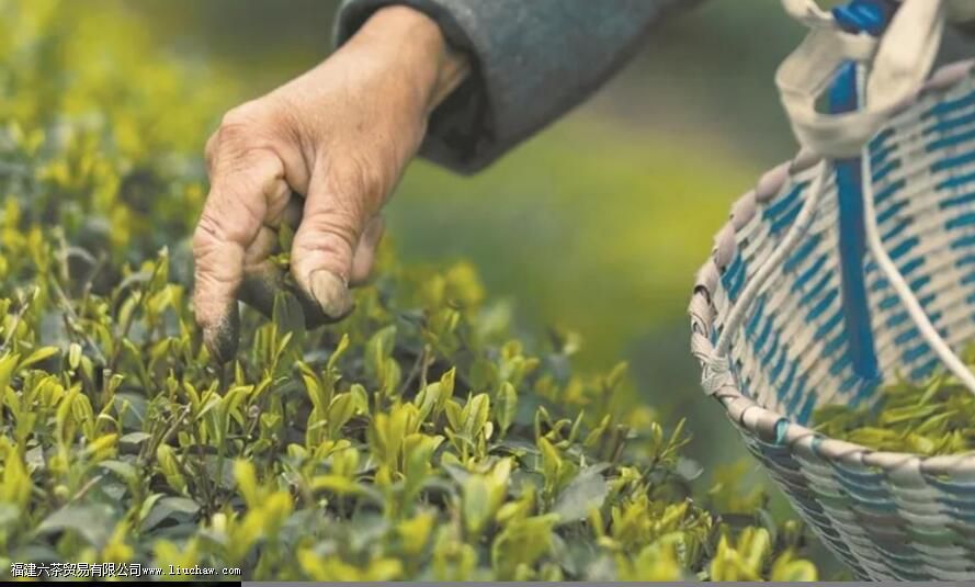 ��Ҷ�еĻҷ�ָ����ʲô