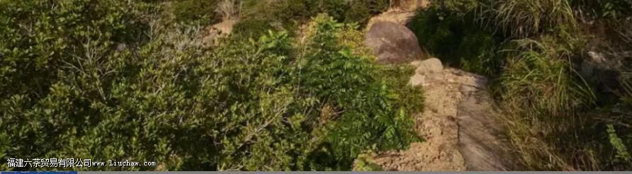 茶园茶与荒山茶,在口感上有什么区别 茶园茶与荒山茶,在口感上有什么区别