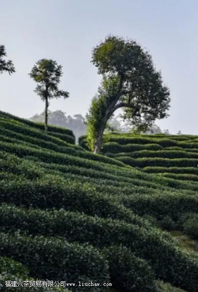茶园茶与荒山茶,在口感上有什么区别 茶园茶与荒山茶,在口感上有什么区别