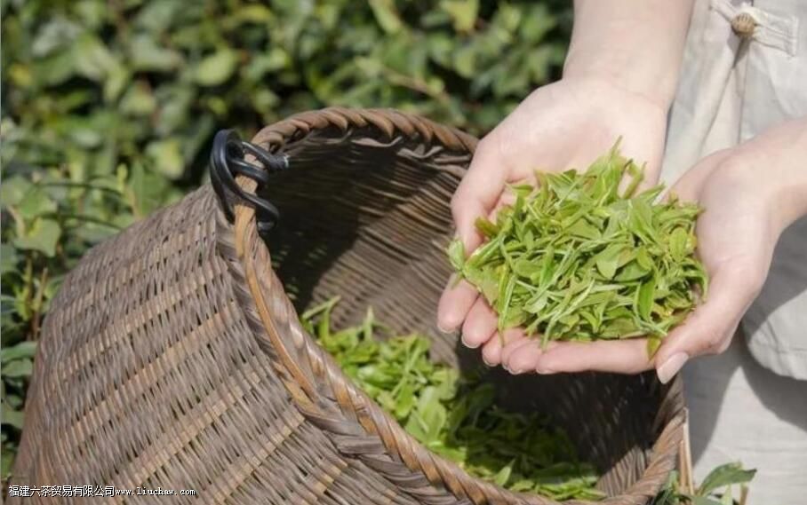 茶中喝出酸味,是茶的问题还是冲泡的问题 茶中喝出酸味,是茶的问题还是冲泡的问题