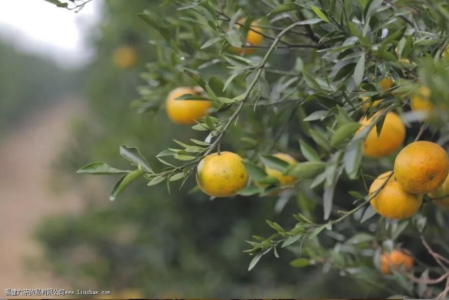 陈皮越厚品质越好,是真的吗 陈皮越厚品质越好,是真的吗