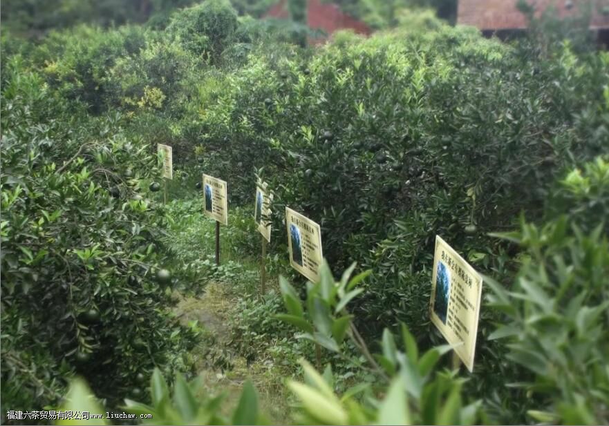 陈皮越厚品质越好,是真的吗 陈皮越厚品质越好,是真的吗