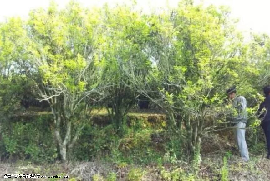 ��Ҷ������ʲô��