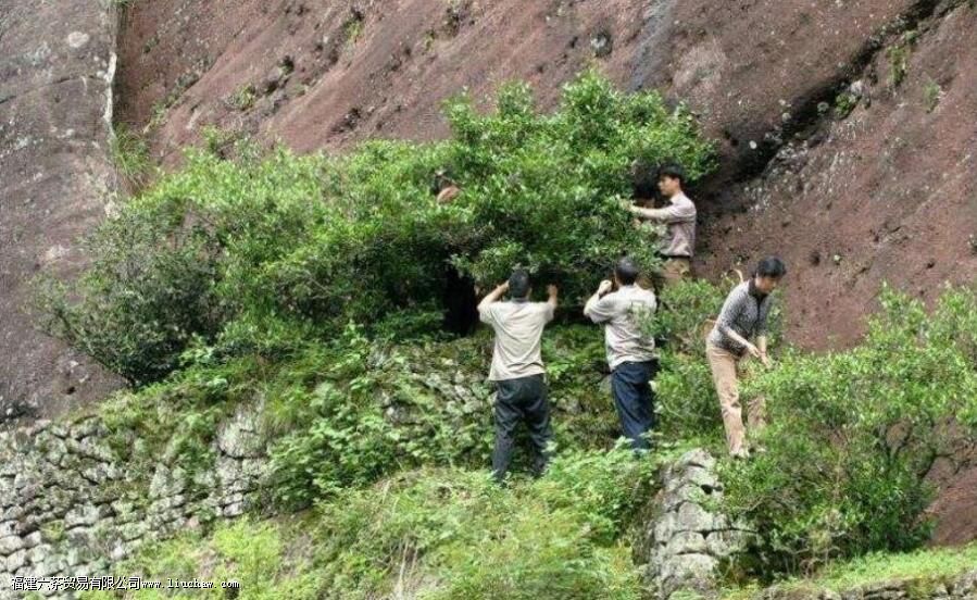 除了马头岩牛栏坑武夷山还有什么 除了马头岩牛栏坑武夷山还有什么