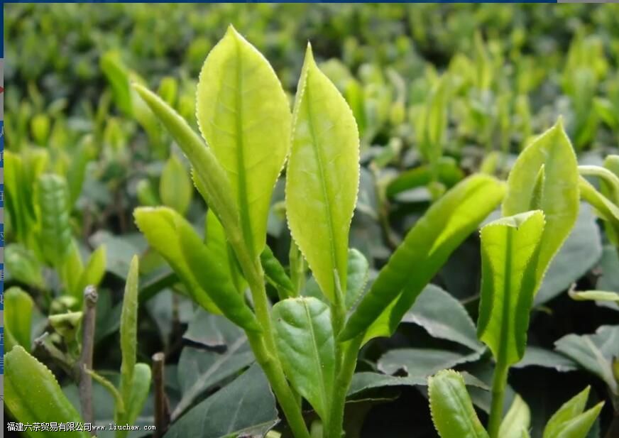 �����ʺ���ֲʲô����