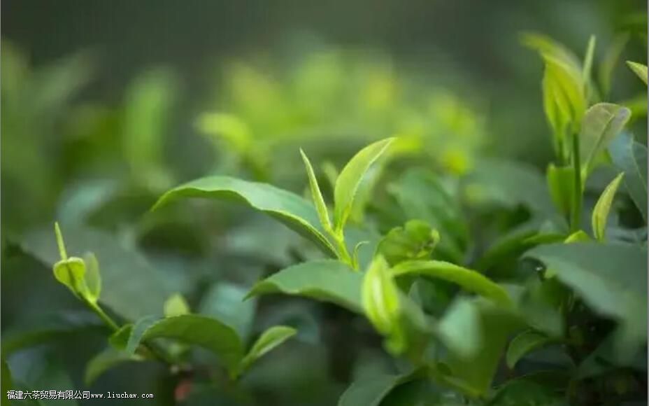 �����ʺ���ֲʲô����