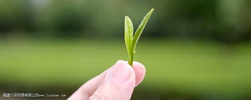 春茶的特点 春茶的特点