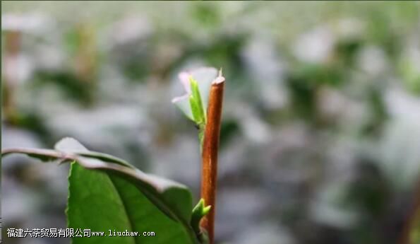 ���߲���������ѿ֪����