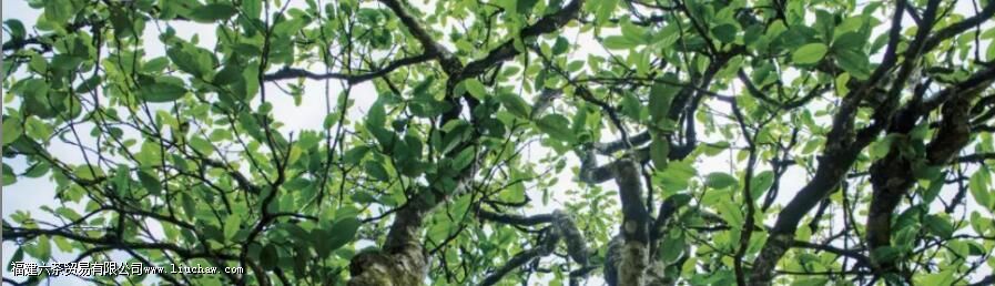 从普洱茶原料与工艺角度分析,普洱茶是否具有存储价值 从普洱茶原料与工艺角度分析,普洱茶是否具有存储价值