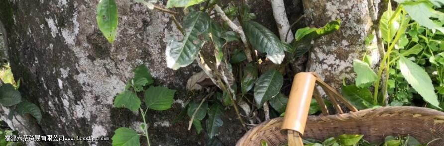 从普洱茶原料与工艺角度分析,普洱茶是否具有存储价值 从普洱茶原料与工艺角度分析,普洱茶是否具有存储价值