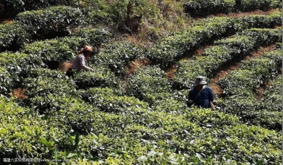 从普洱茶原料与工艺角度分析,普洱茶是否具有存储价值 从普洱茶原料与工艺角度分析,普洱茶是否具有存储价值