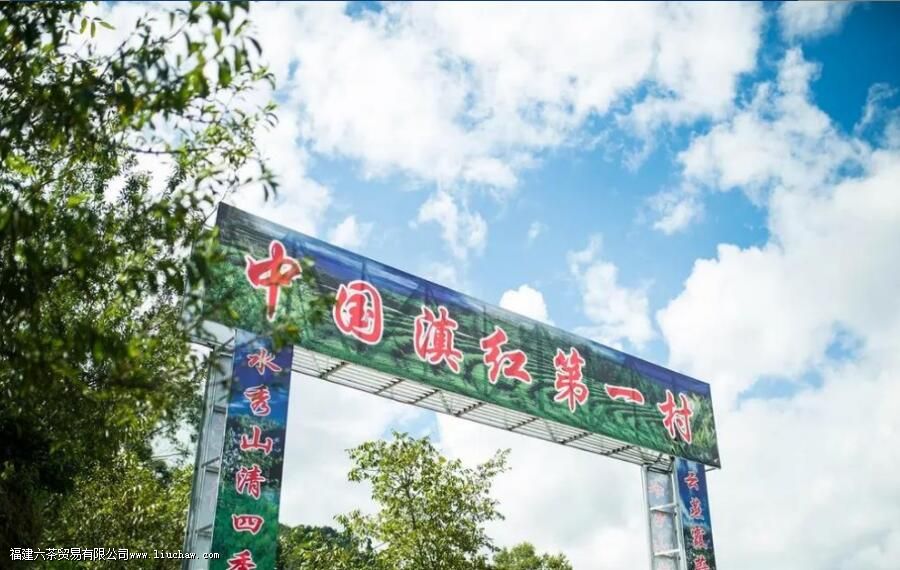 大金芽是什么茶 大金芽是什么茶