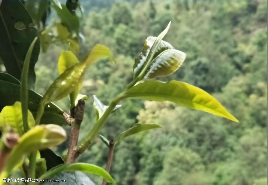 大金芽是什么茶 大金芽是什么茶