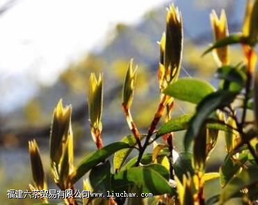 大理老鹰茶膏介绍 大理老鹰茶膏介绍