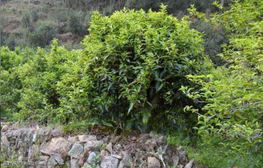 ����Ҷ����ʲô��