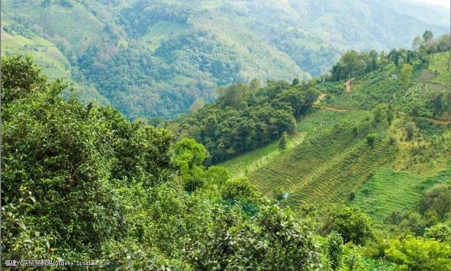 ����ɽ����Щ��Ҷ