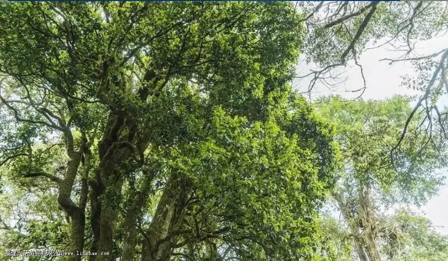 ����ɽ����Щ��Ҷ