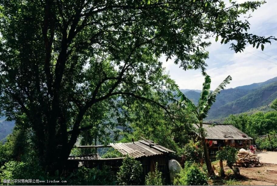 懂过普洱茶的特点 懂过普洱茶的特点