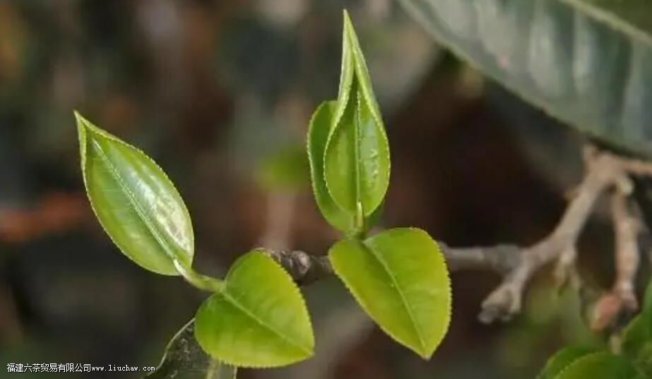 �Լ�Ҷָ����ʲô��˼