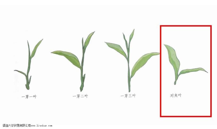 �Լ�Ҷָ����ʲô��˼