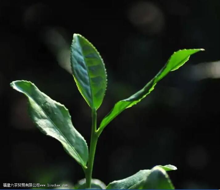 �Լ�Ҷָ����ʲô��˼