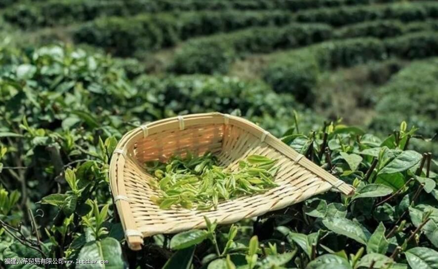 对于泡完的茶叶,到底能不能吃 对于泡完的茶叶,到底能不能吃