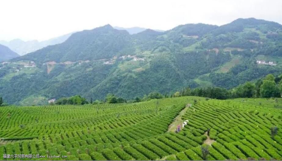 恩施玉露属于什么茶 恩施玉露属于什么茶