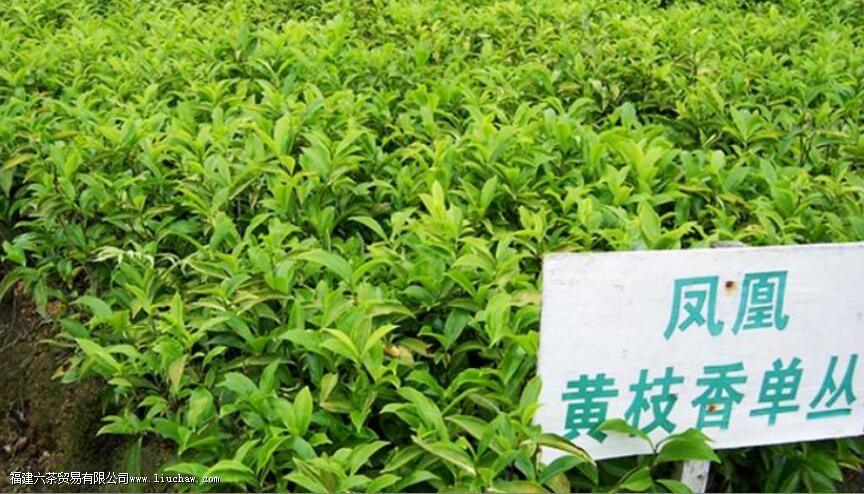 凤凰单丛茶之黄枝花香型介绍 凤凰单丛茶之黄枝花香型介绍