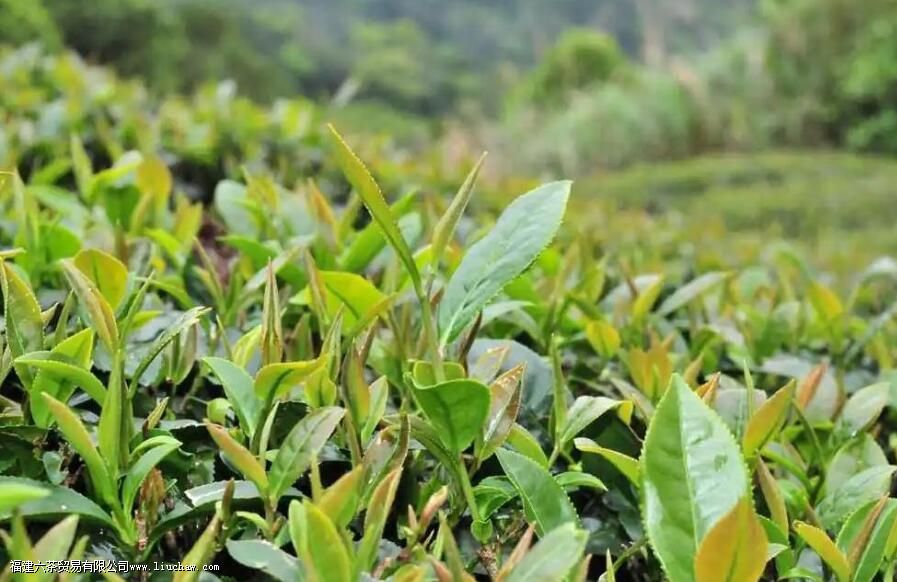 ��ɽ���ƽ�ز������