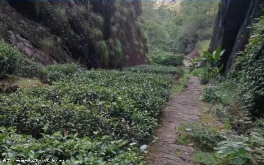 高野春兰是什么茶 高野春兰是什么茶