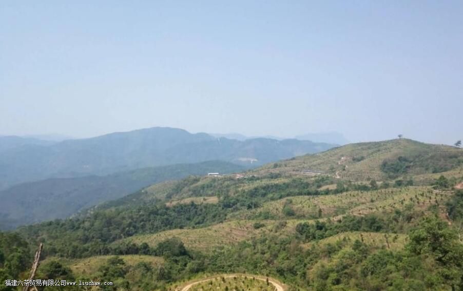 革等普洱茶的特点 革等普洱茶的特点