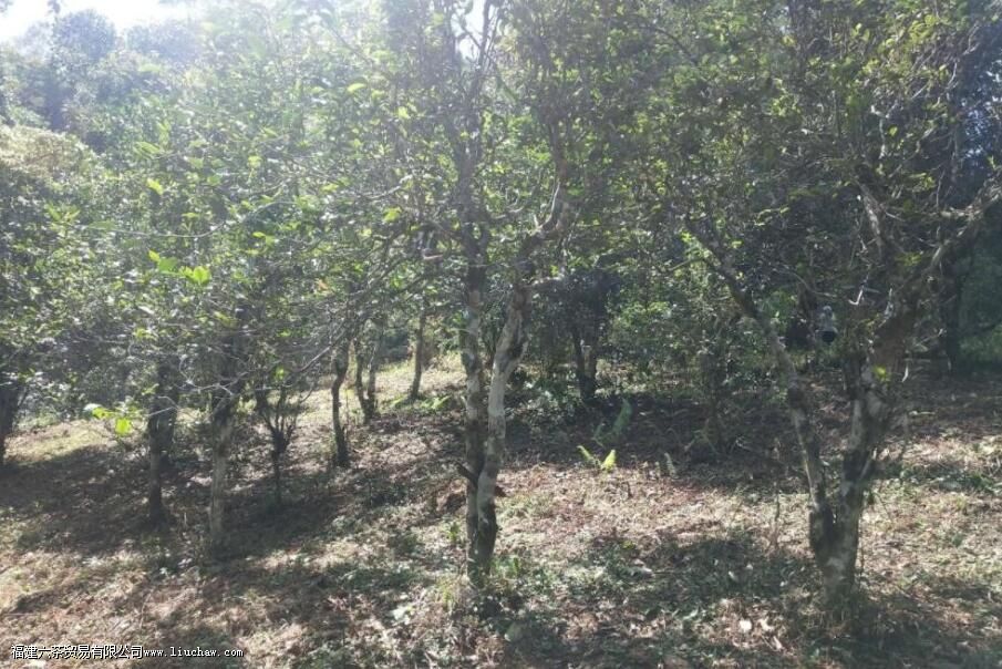 革等普洱茶的特点 革等普洱茶的特点