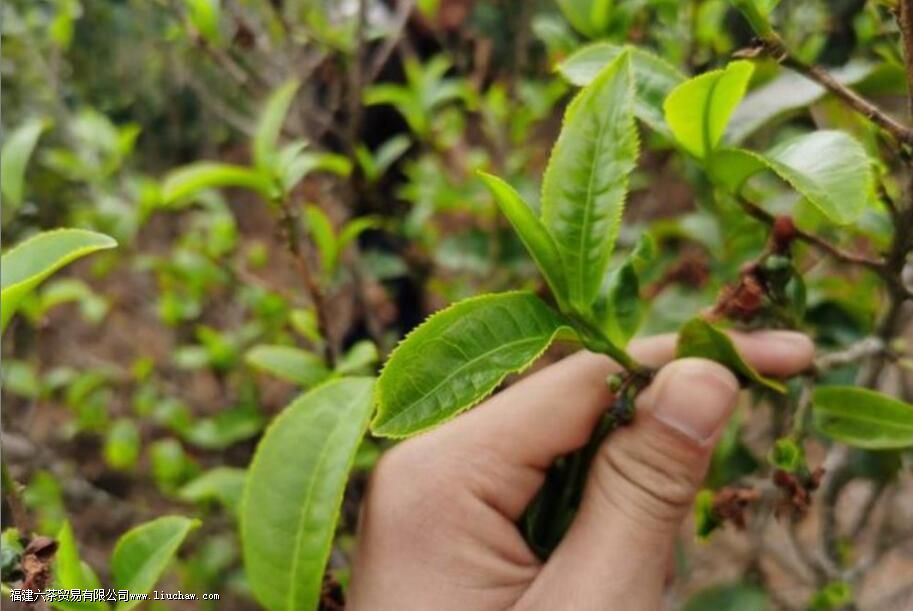 宫廷普洱茶的显著特点以及品质 宫廷普洱茶的显著特点以及品质