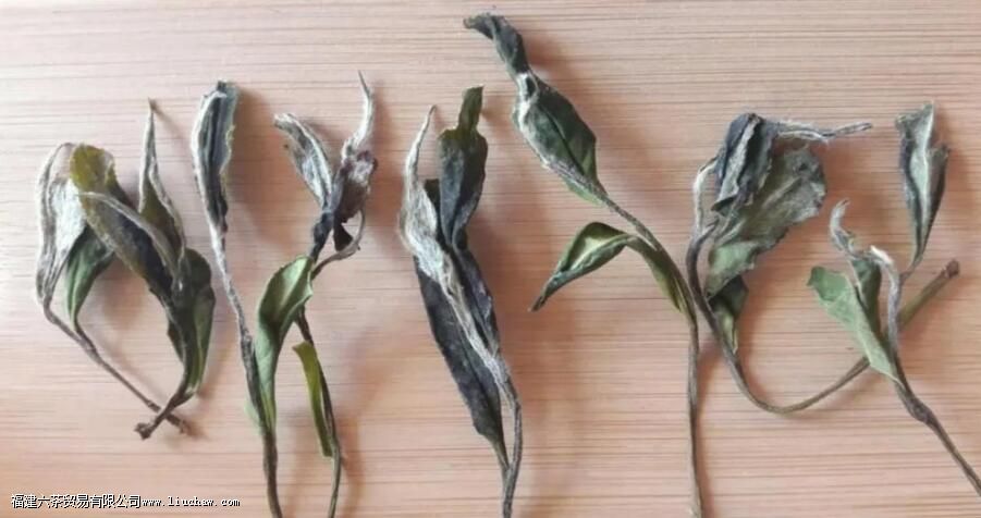 贡眉的等级和特点 贡眉的等级和特点