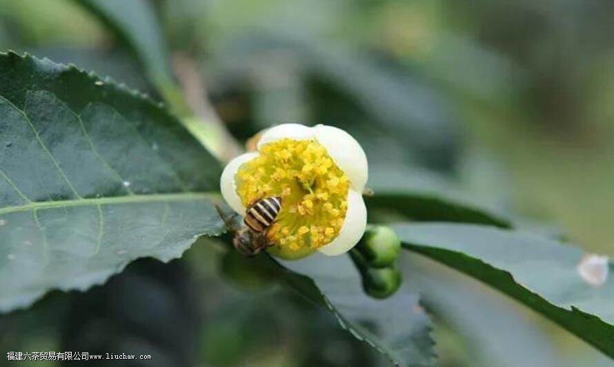 �����軨��ʲô