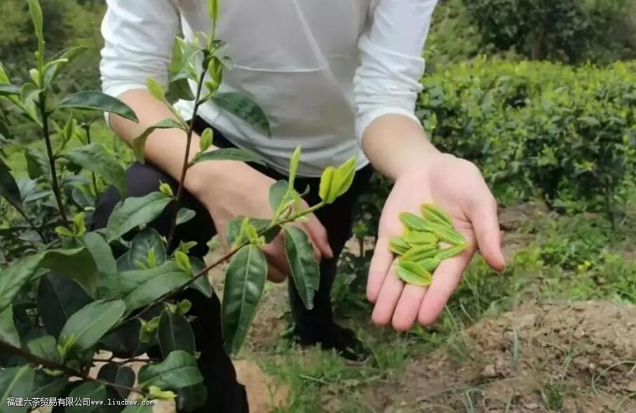 ��Ƭ������ʲô��