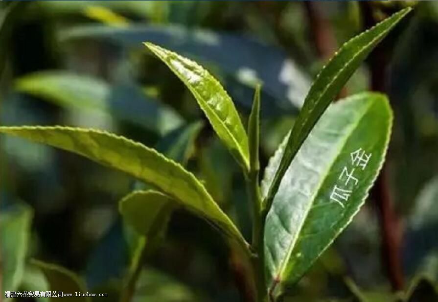瓜子金岩茶特点 瓜子金岩茶特点
