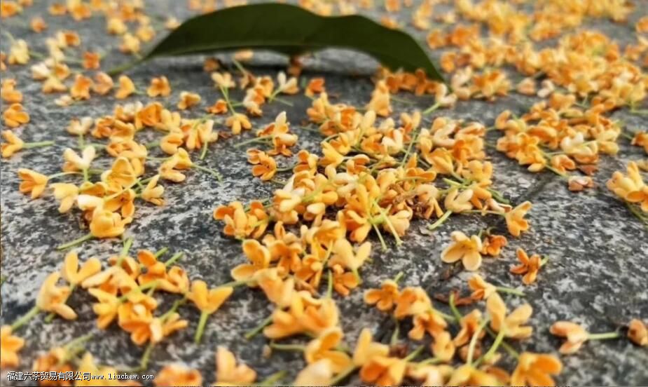 桂花九曲红梅是什么茶 桂花九曲红梅是什么茶