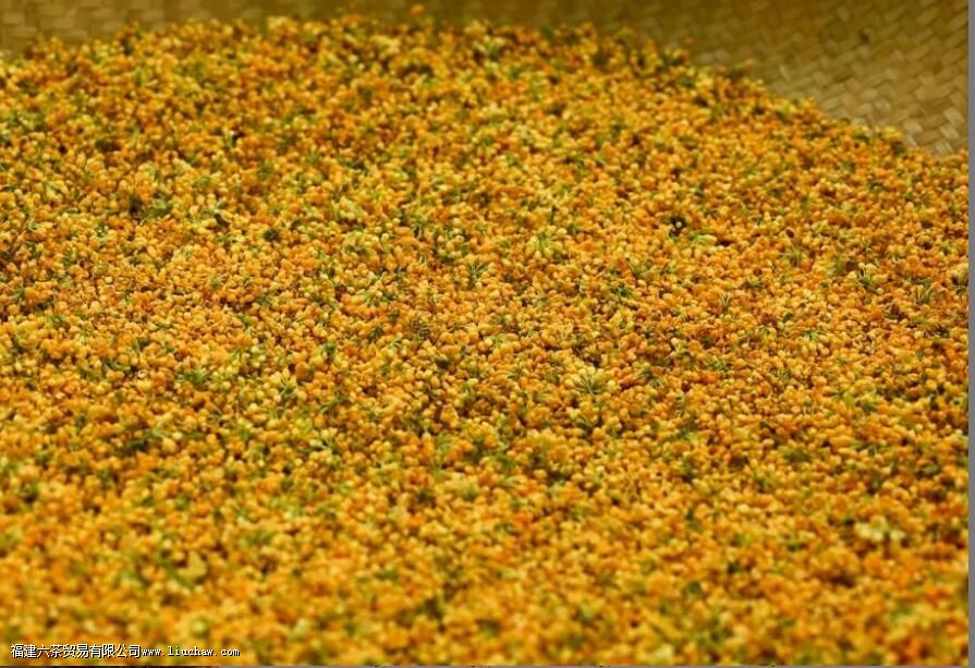 桂花九曲红梅是什么茶 桂花九曲红梅是什么茶