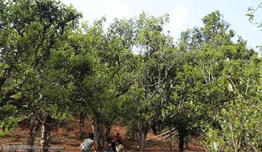 锅底塘古树茶口感特点 锅底塘古树茶口感特点