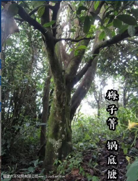 锅底塘古树茶口感特点 锅底塘古树茶口感特点